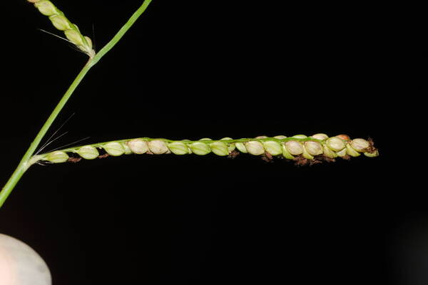 Paspalum mandiocanum var. mandiocanum Spikelets