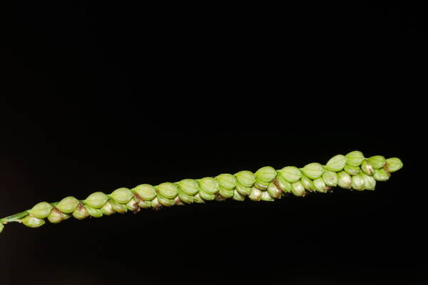 Paspalum mandiocanum var. mandiocanum Spikelets