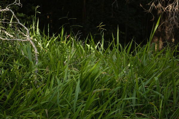 Paspalum mandiocanum var. mandiocanum Habit