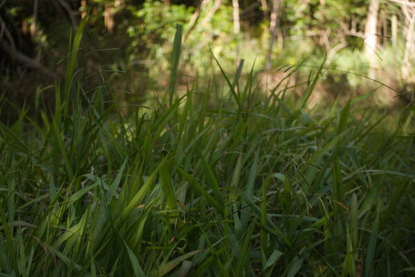 Paspalum mandiocanum var. mandiocanum Habit