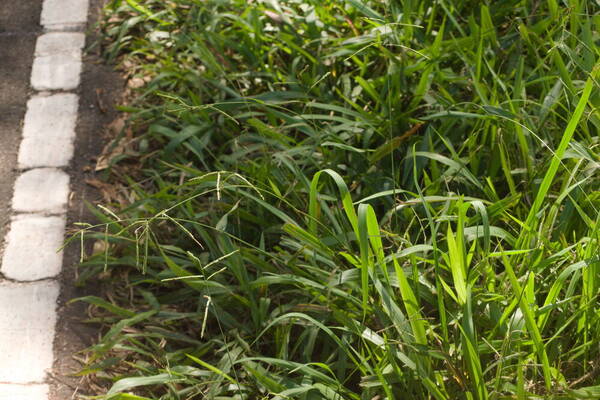 Paspalum mandiocanum var. mandiocanum Habit