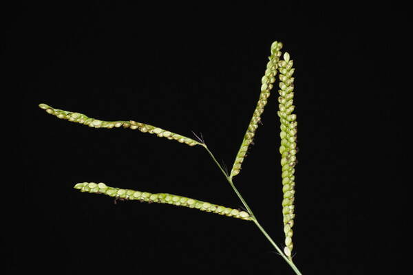 Paspalum mandiocanum var. mandiocanum Inflorescence