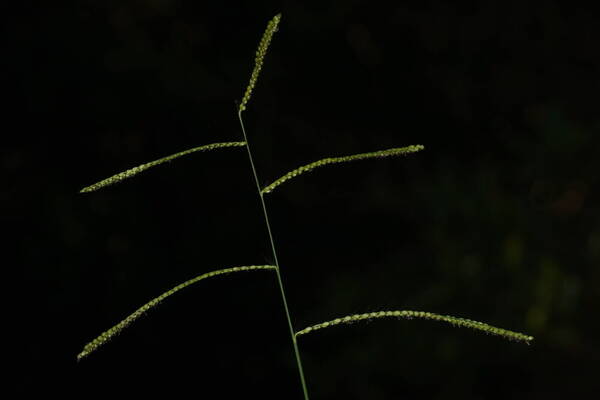 Paspalum mandiocanum var. mandiocanum Inflorescence