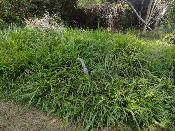 Paspalum mandiocanum var. mandiocanum Landscape