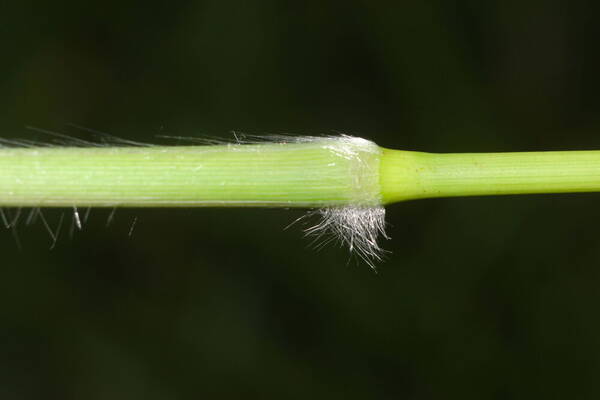 Paspalum mandiocanum var. mandiocanum Node