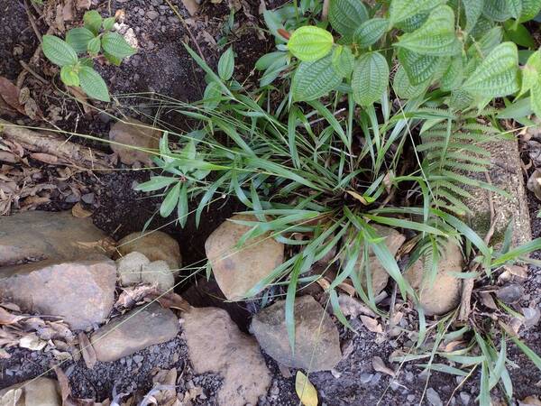 Paspalum mandiocanum var. mandiocanum Plant