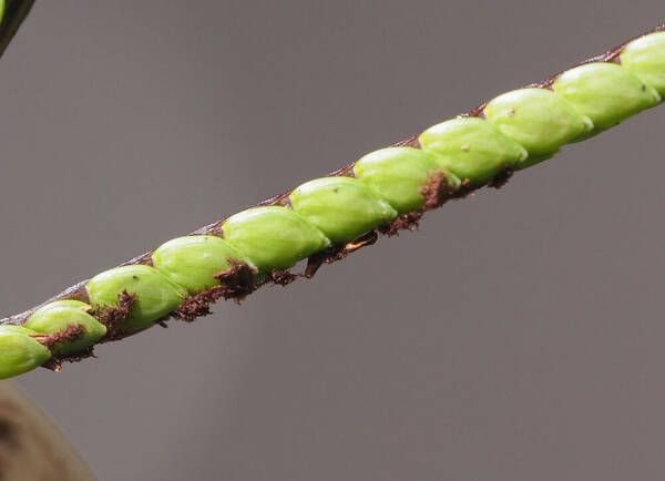 Paspalum minus Spikelets