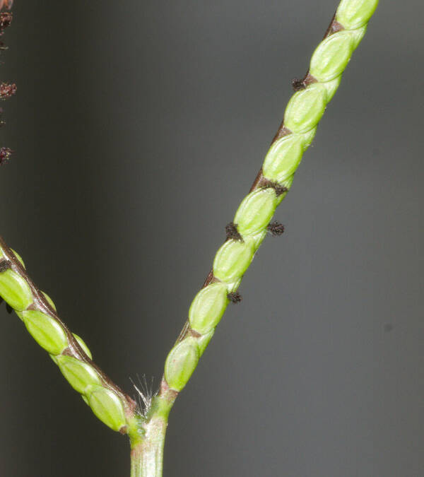 Paspalum minus Spikelets