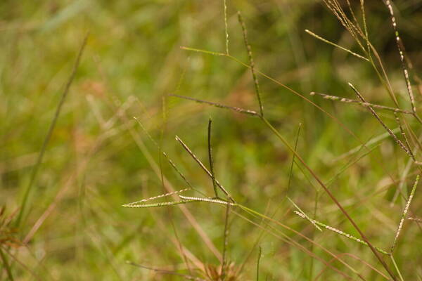 Paspalum minus Habit