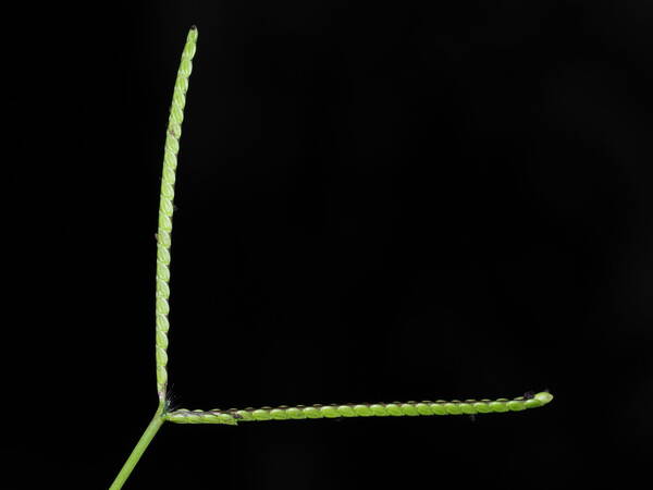 Paspalum minus Inflorescence