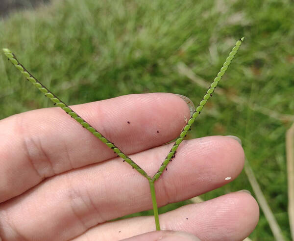 Paspalum minus Inflorescence