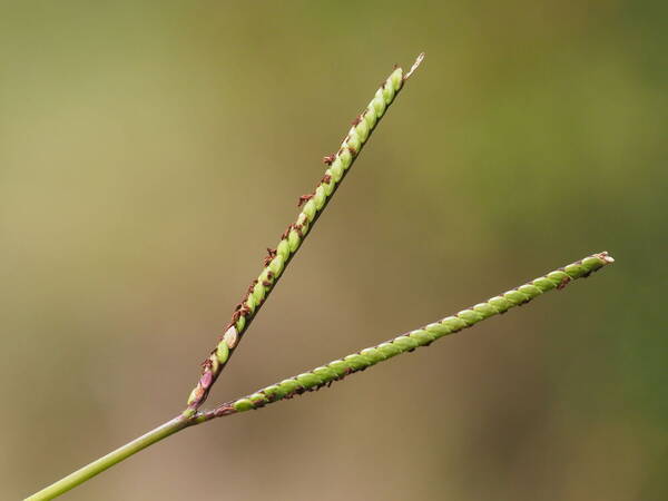 Paspalum minus Inflorescence