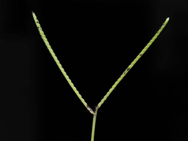 Paspalum minus Inflorescence