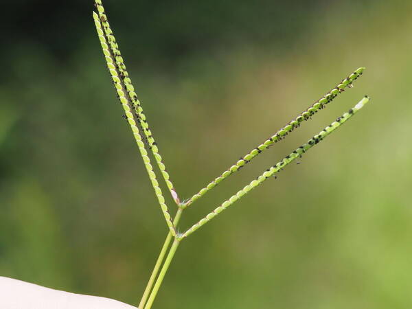 Paspalum minus Inflorescence