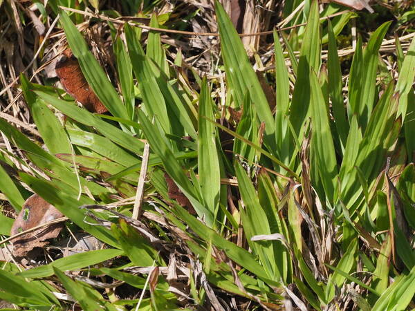 Paspalum minus Plant