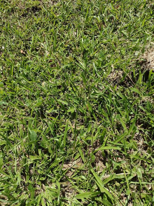 Paspalum minus Plant