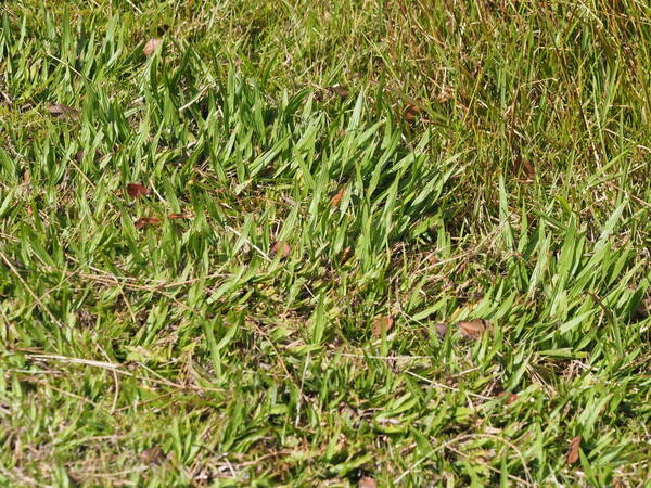 Paspalum minus Plant