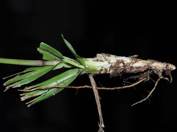 Paspalum minus Plant