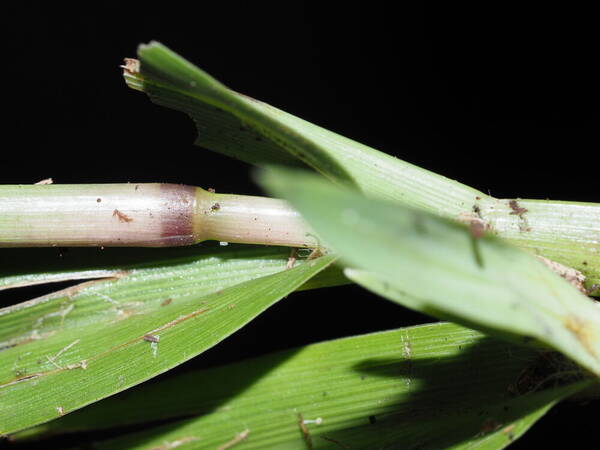 Paspalum minus Plant