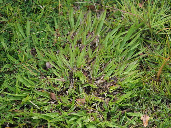 Paspalum minus Plant