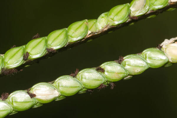 Paspalum notatum Spikelets