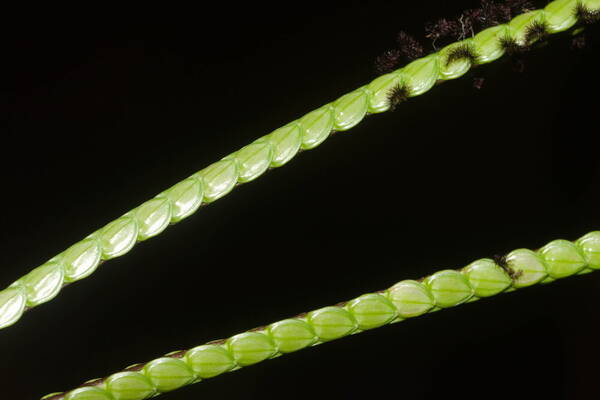 Paspalum notatum Spikelets