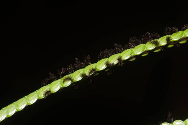 Paspalum notatum Spikelets