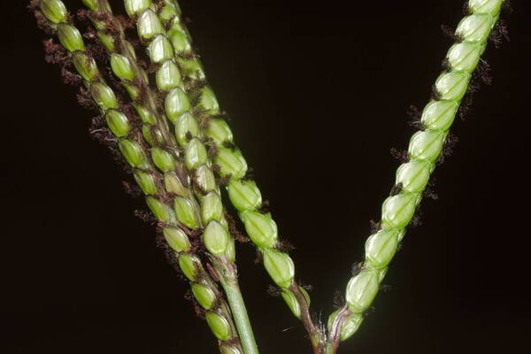 Paspalum notatum Spikelets