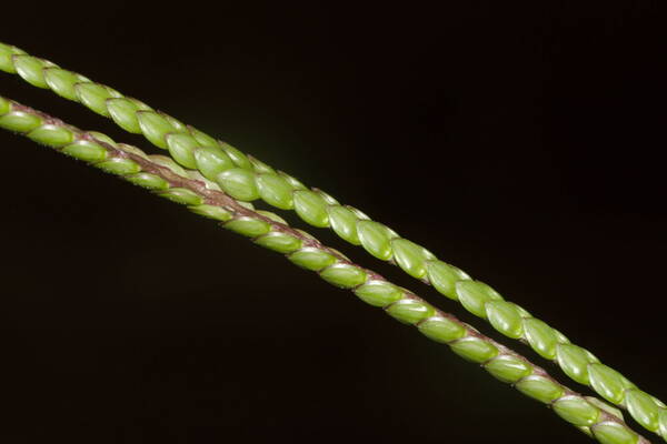 Paspalum notatum Spikelets