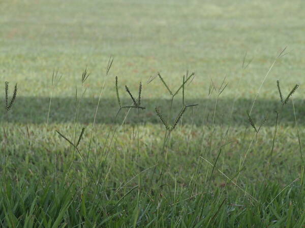 Paspalum notatum Habit