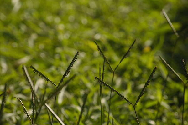 Paspalum notatum Habit