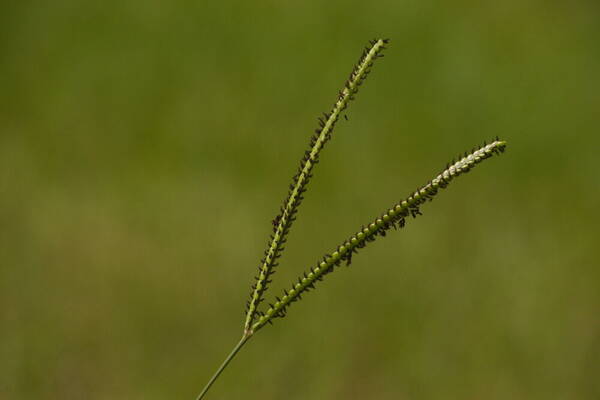 Paspalum notatum Inflorescence