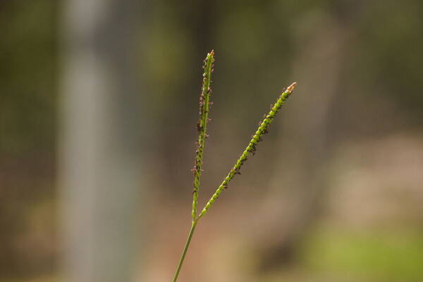 Paspalum notatum Inflorescence