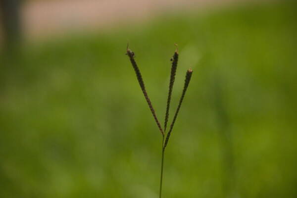 Paspalum notatum Inflorescence