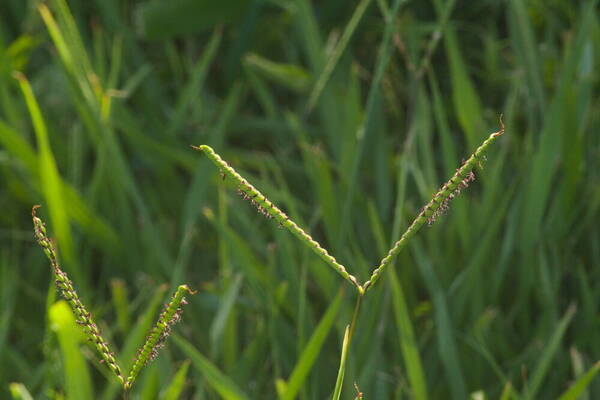 Paspalum notatum Inflorescence