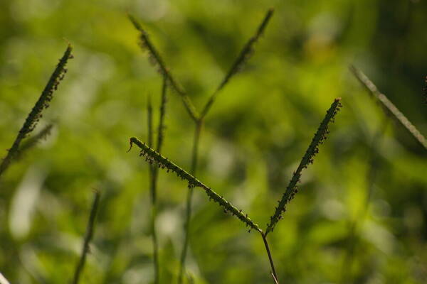 Paspalum notatum Inflorescence