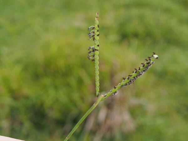 Paspalum notatum Inflorescence