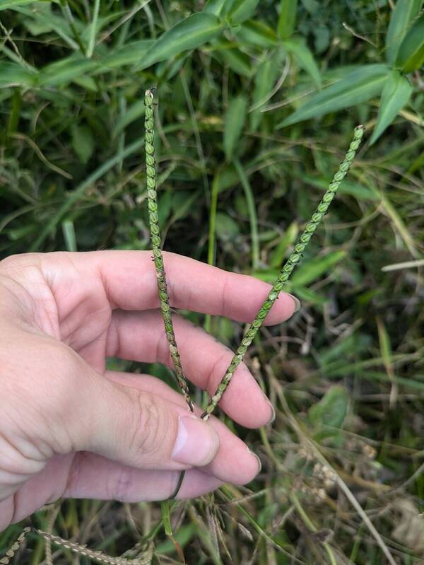 Paspalum notatum Inflorescence