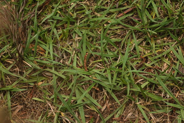 Paspalum notatum Plant