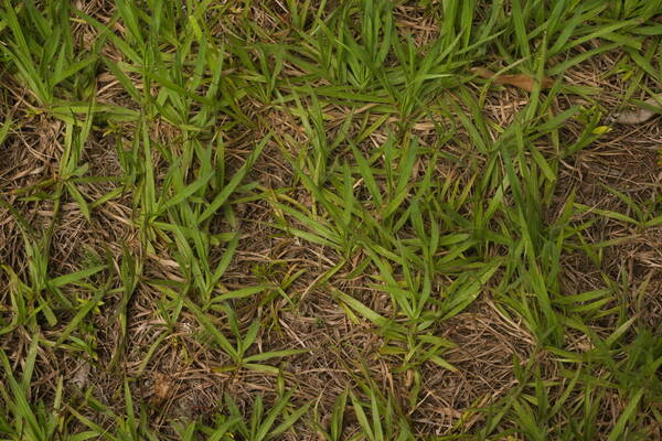 Paspalum notatum Plant