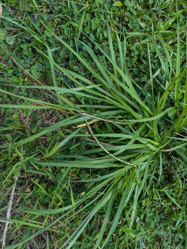 Paspalum notatum Plant