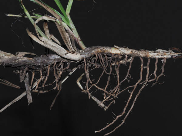 Paspalum notatum Rhizomes