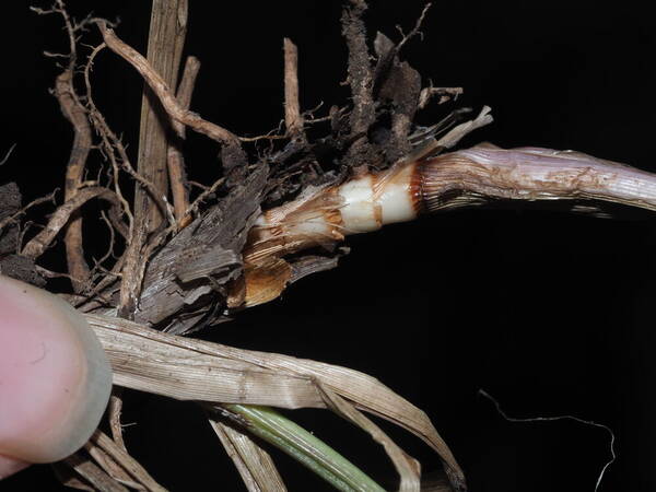 Paspalum notatum Rhizomes