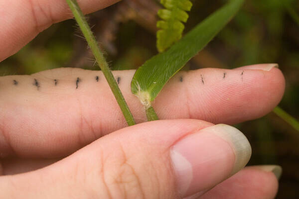 Paspalum paniculatum Collar