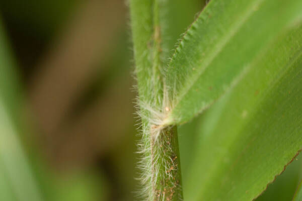 Paspalum paniculatum Collar