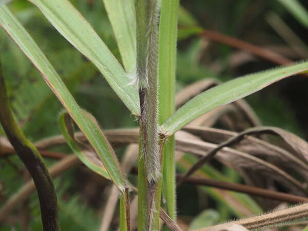 Paspalum paniculatum Collar