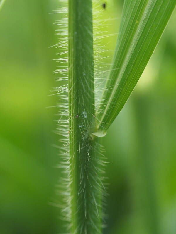 Paspalum paniculatum Collar