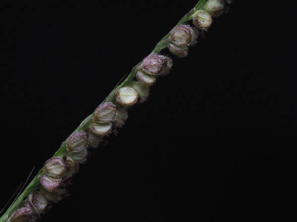 Paspalum paniculatum Spikelets