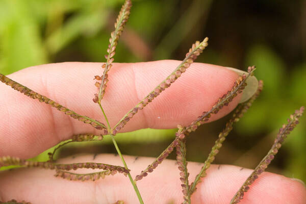 Paspalum paniculatum Spikelets