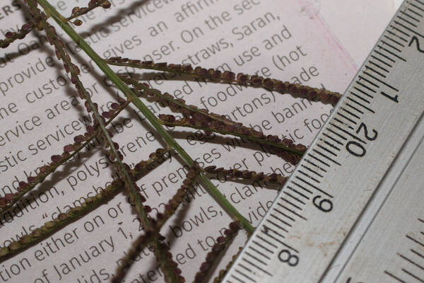 Paspalum paniculatum Spikelets